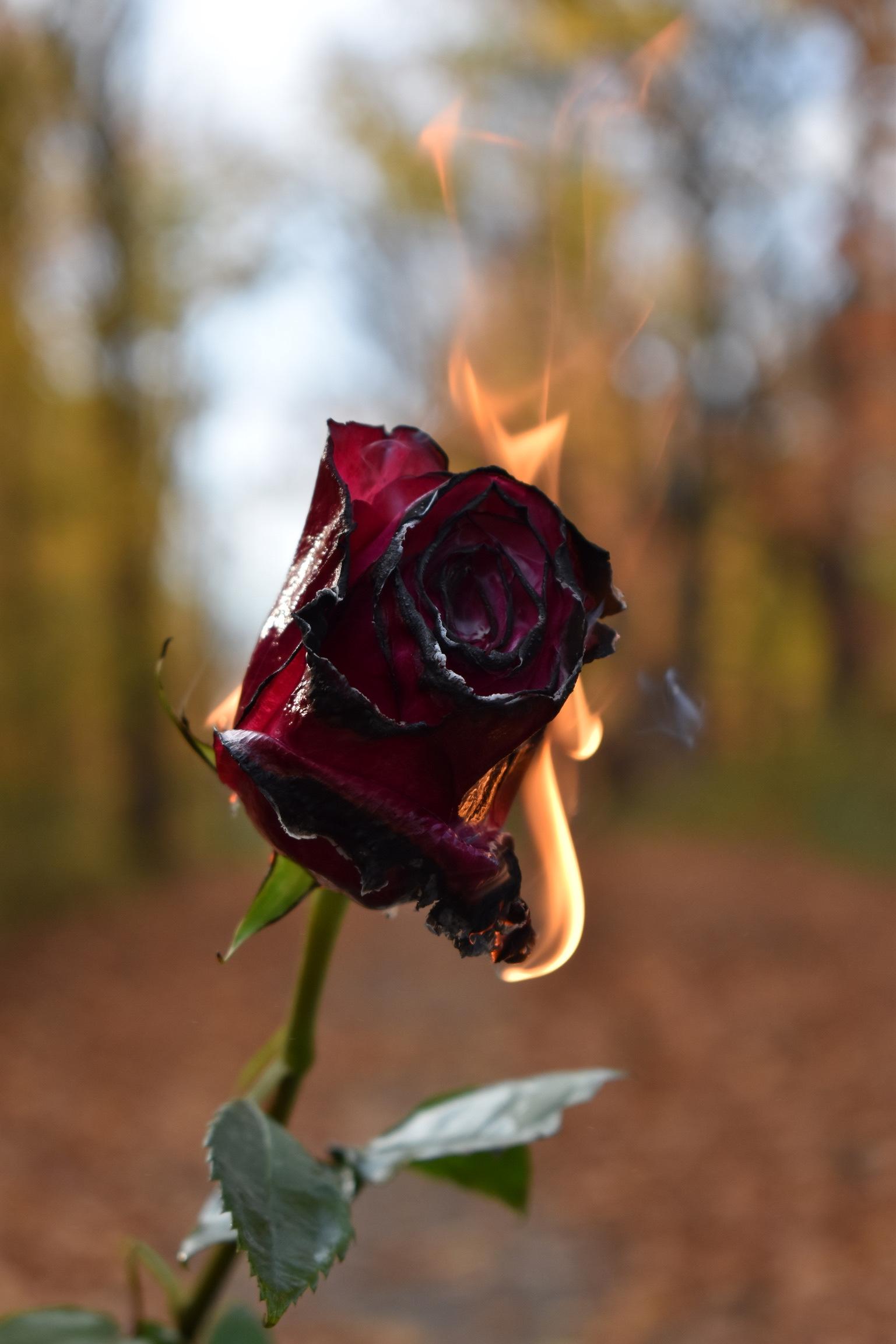 Image of Burning Rose