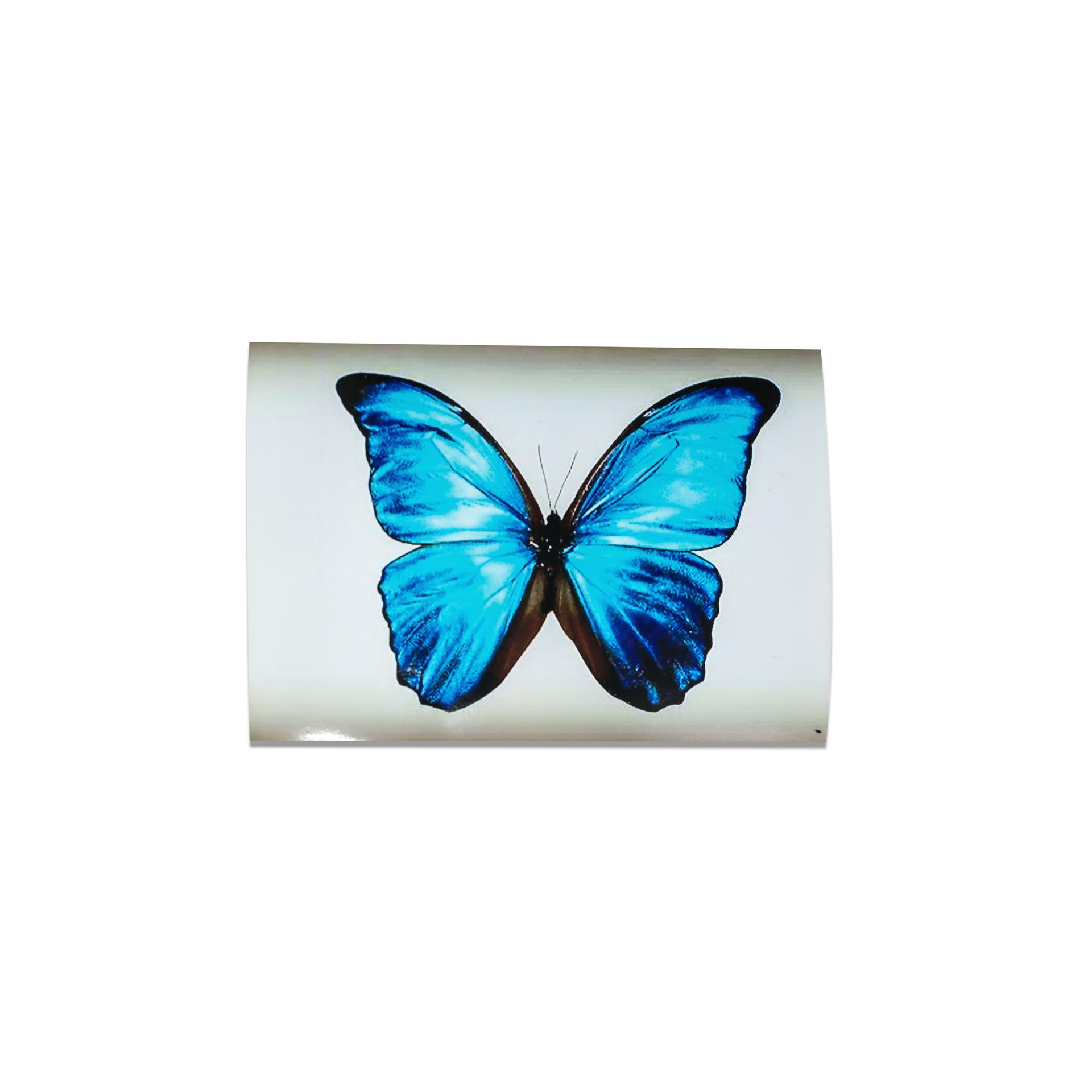 Image of The butterfly